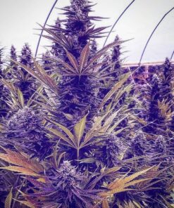 purple haze strain marijuana seeds usa