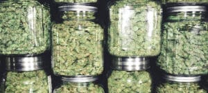 how to cure cannabis