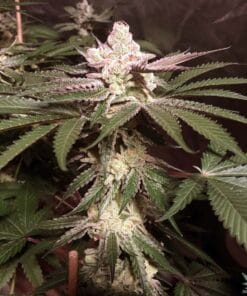 seed bank marijuana seeds