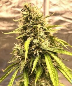 trainwreck strain cannabis seeds