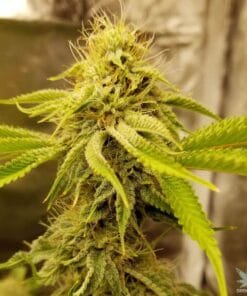 white russian seeds cannabis