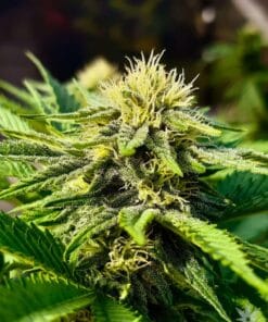 white russian seeds marijuana