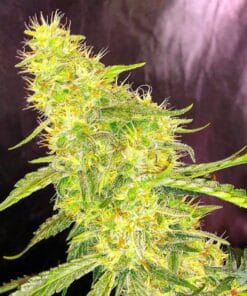 white russian seeds usa