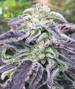 5 alive seeds