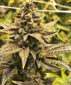 five alive strain
