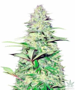 blueberry haze seeds