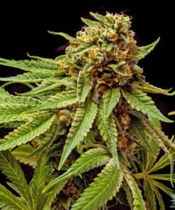 Star Killer Seeds feminized star killer seeds feminized star killer strain