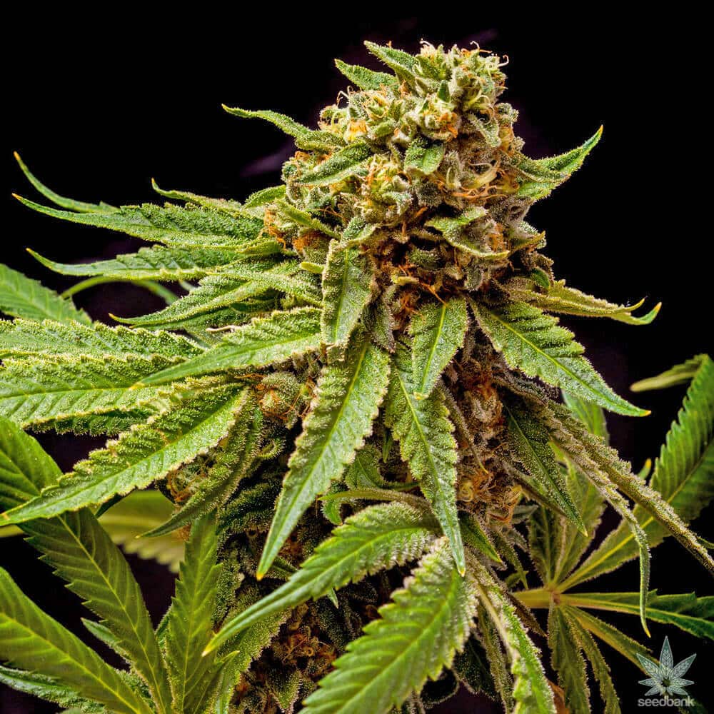 Star Killer Seeds feminized star killer seeds feminized star killer strain