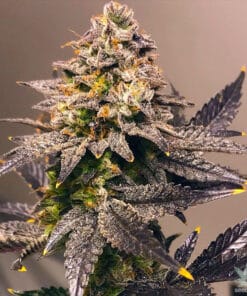 five alive seeds