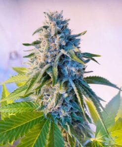 log marijuana strain