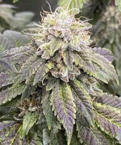 legened og strain