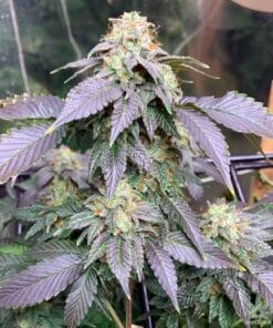 legened og weed strain