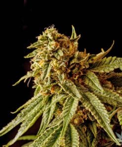 Star Killer Seeds star killer seeds star killer seeds