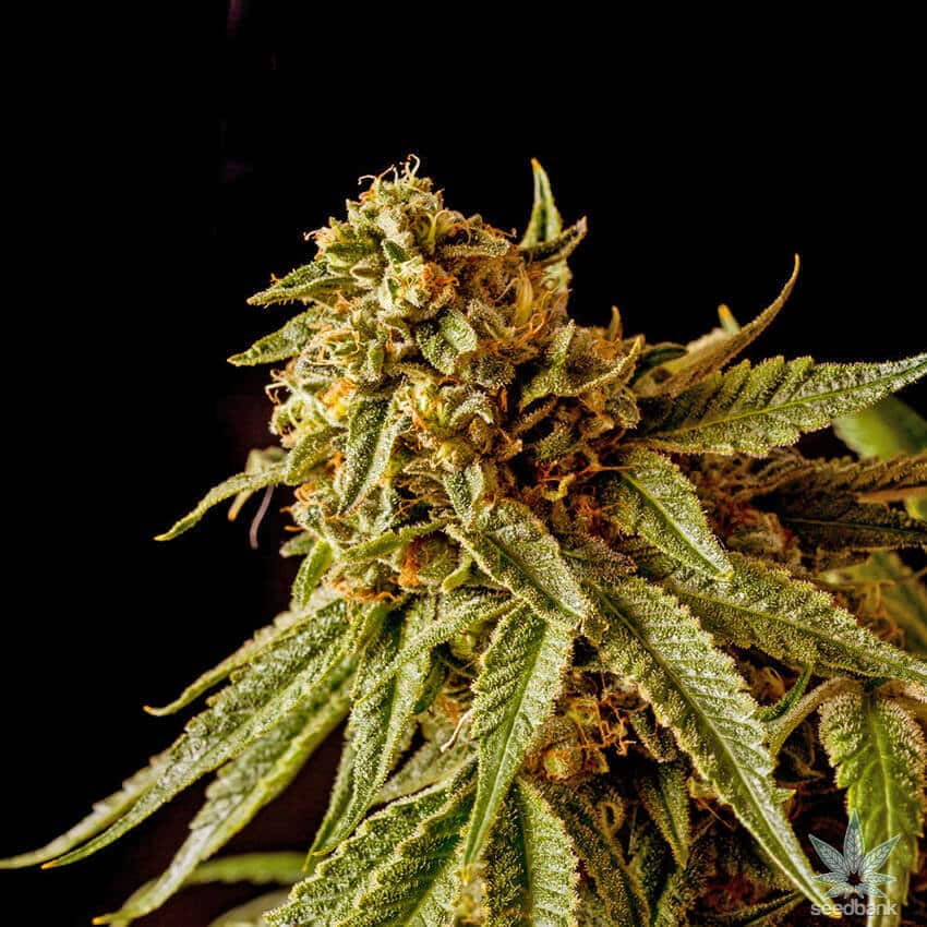 Star Killer Seeds star killer seeds star killer seeds