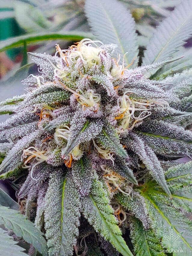 Star Killer Seeds star killer strain star killer strain