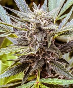 stardawg strain marijuana seeds