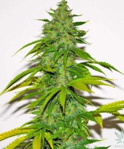 stardawg strain seeds