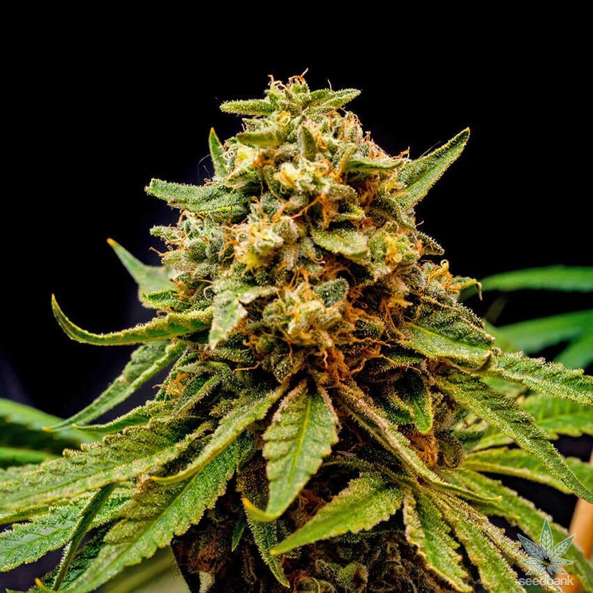 Star Killer Seeds starkiller strain star killer seeds