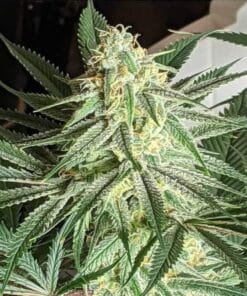 blue og seeds
