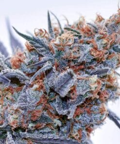 blue og weed seeds