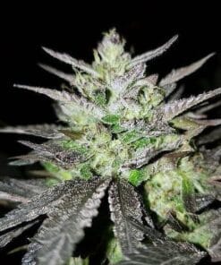 blueog marijuana seeds