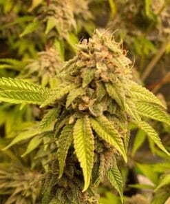 cbd kush seeds