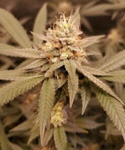cbd kush cannabis seeds