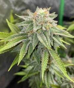 cbd kush marijuana seeds