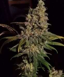 cbd kush marijuana strain