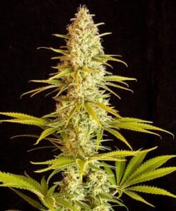 critical jack cannabis strain