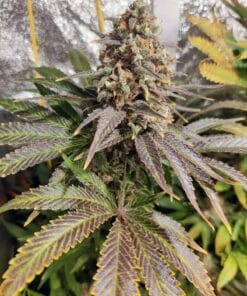 critical jack marijuana strain