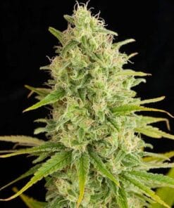 critical jack weed strain