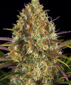 critical jack weed seeds
