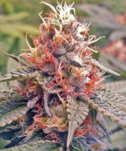exodus cheese cannabis seeds