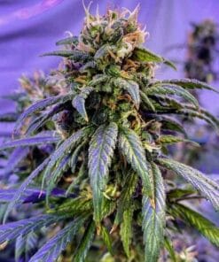 exodus cheese marijuana seeds