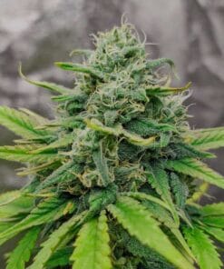 exodus cheese seeds usa