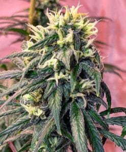exodus cheese weed seeds