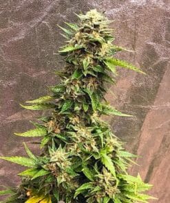 pineapple haze cannabis seeds