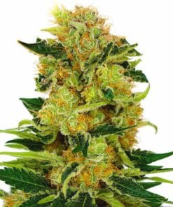 pineapple haze marijuana strain