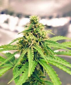 pineapple haze weed seeds