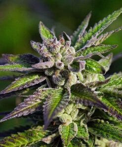 feminized cannabis seeds