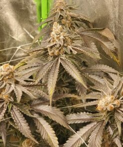 purple gelato marijuana strain