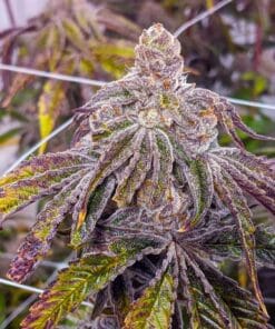 purple gelato weed seeds