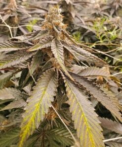 purple gelato weed strain