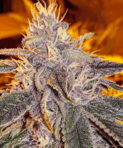 Vibrant sour lemon cannabis flower with trichomes