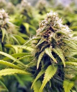 ak-47 fast flower seeds