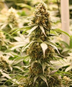 Amnesia Fast Flowering Seeds amnesia haze fast flower strain amnesia haze fast flower strain