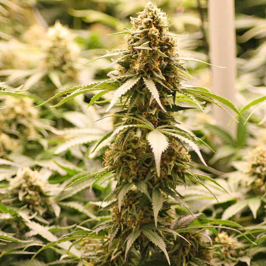 Amnesia Fast Flowering Seeds amnesia haze fast flower strain amnesia haze fast flower strain