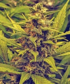Amnesia Fast Flowering Seeds amnesia haze fast flowering seeds amnesia haze fast flowering seeds