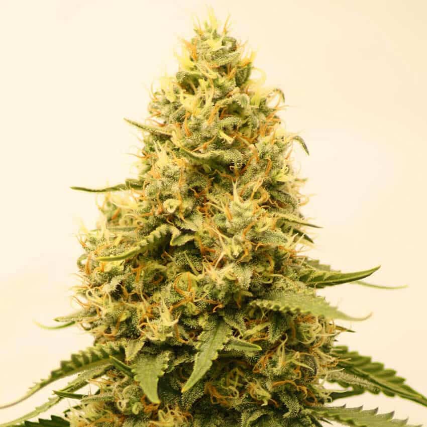 Amnesia Fast Flowering Seeds amnesia haze fast flowering strain amnesia haze fast flowering strain